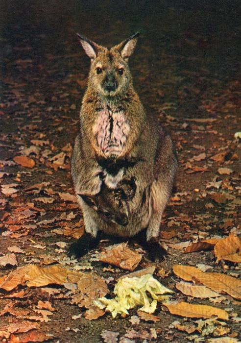 Wallaby