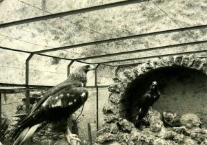 Aigle royal