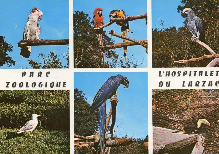 Ara hyacinthe, Ara macao et rauna, Cacatoès, Jacot gris, Goéland, Toucan