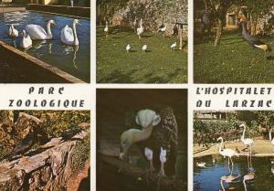 Cygnes, Pélicans,Grue couronnée,Corneilles, Vautour fauve, Flamants - 1970