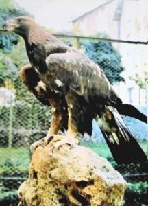Aigle royal