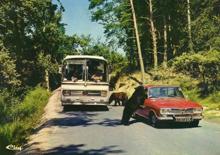 Safari