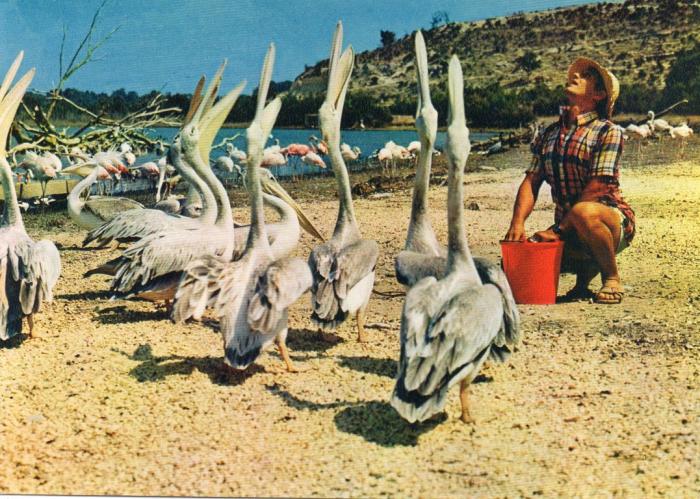 Pélicans
