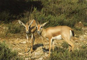Gazelle dorcas