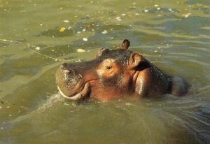 Hippopotame