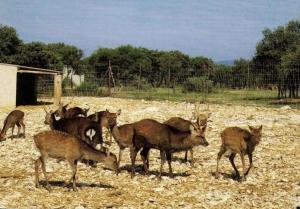 Cerf cochon