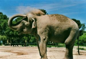Eléphant d'Asie