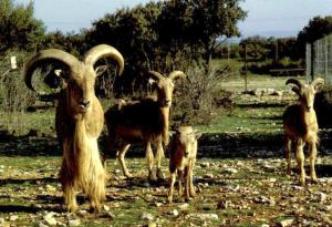 Mouflons à manchettes