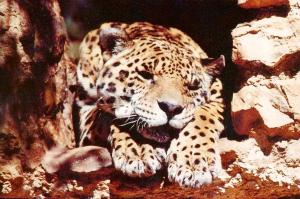 Jaguar
