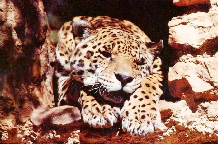 Jaguar