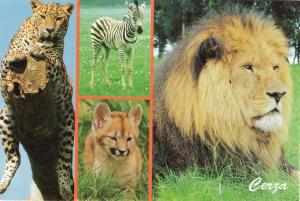 Panthère - Zèbre - Puma - Lion