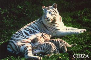 Tigres blancs