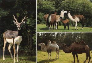Antilope Cervicapre - Lamas - Chameaux