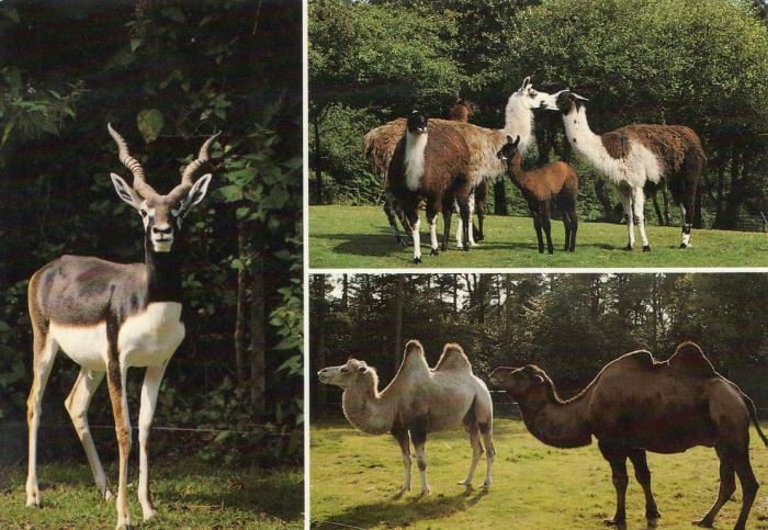 Antilope Cervicapre - Lamas - Chameaux
