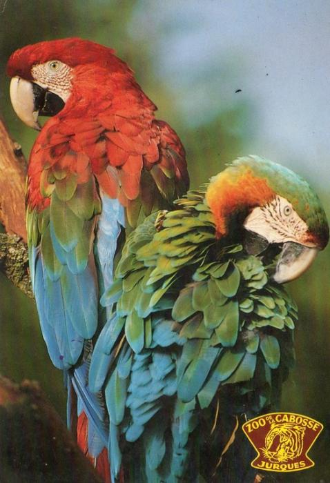 Aras hybrides