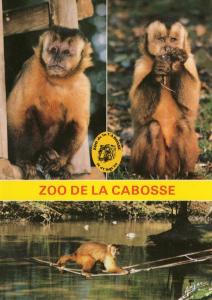 Capucins - 1991