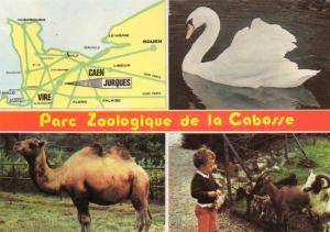 Cygne - Chèvres naines - Chameau de Bactriane