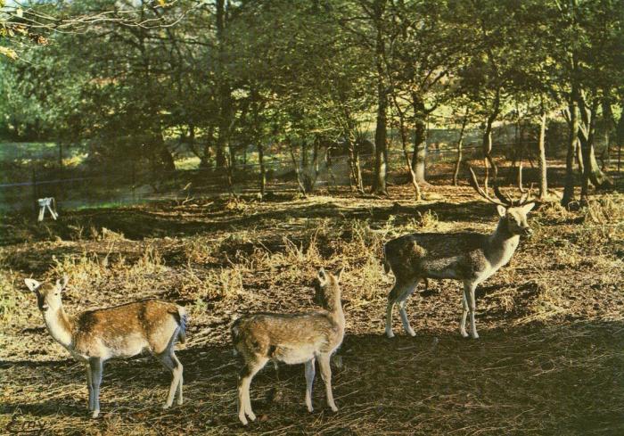 Daims mouchetés