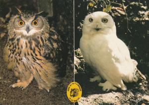 Grand duc et Harfang des neiges