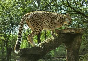 Le Guépard