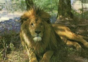 Le Lion de l’Atlas