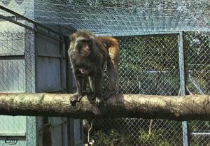 Le singe macaque