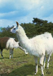 Les Lamas