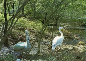 Les Pélicans