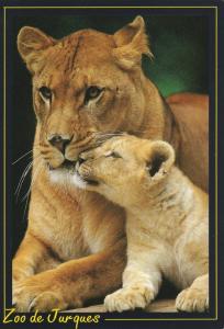 Lionne et son petit