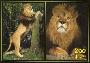 Lions