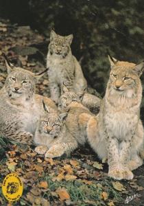 Lynx