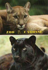 Panthère noire - Puma