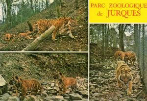 Tigresses du Bengale - Naissances 1976 et 1978