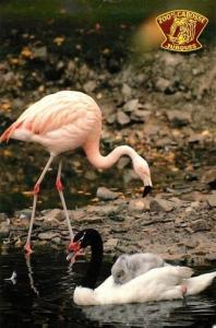 Flamant rose - Cygne à cou noir