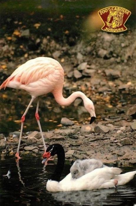 Flamant rose - Cygne à cou noir
