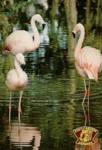 Flamants roses