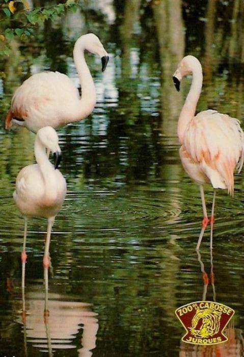 Flamants roses
