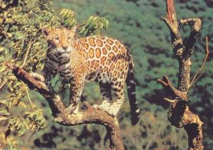 Jaguar
