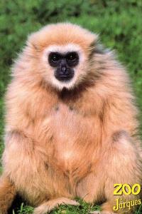 Gibbon
