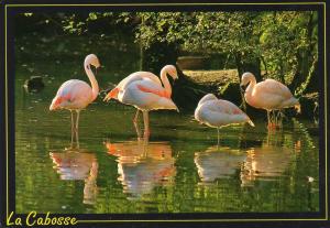 Flamants roses - 1996