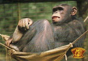 Le chimpanzé Joseph dans son hamac