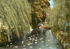 Canards d'ornement en liberté