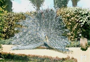 Paon bleu - 1963