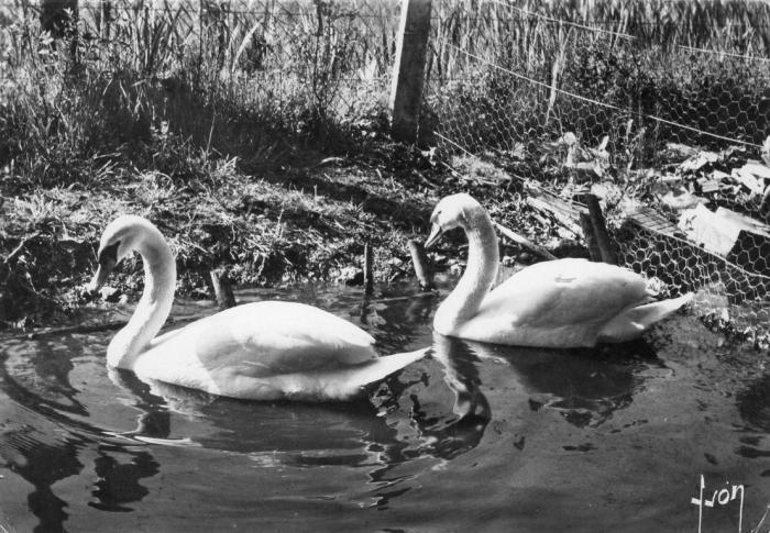 Couples de Cygnes blancs