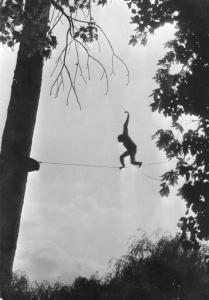 Gibbon acrobate