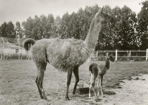 Guanaco et son petit