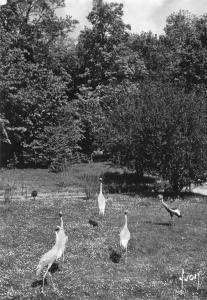 Grues en liberté