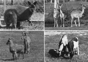 Kangourou - Daims Mouflons - Chèvres naines