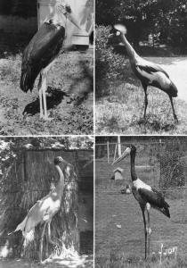 Marabout - Grue couronnée Grue Antigone - Jabiru