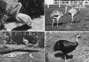 Pélican - Nandous Flamants roses - Casoar